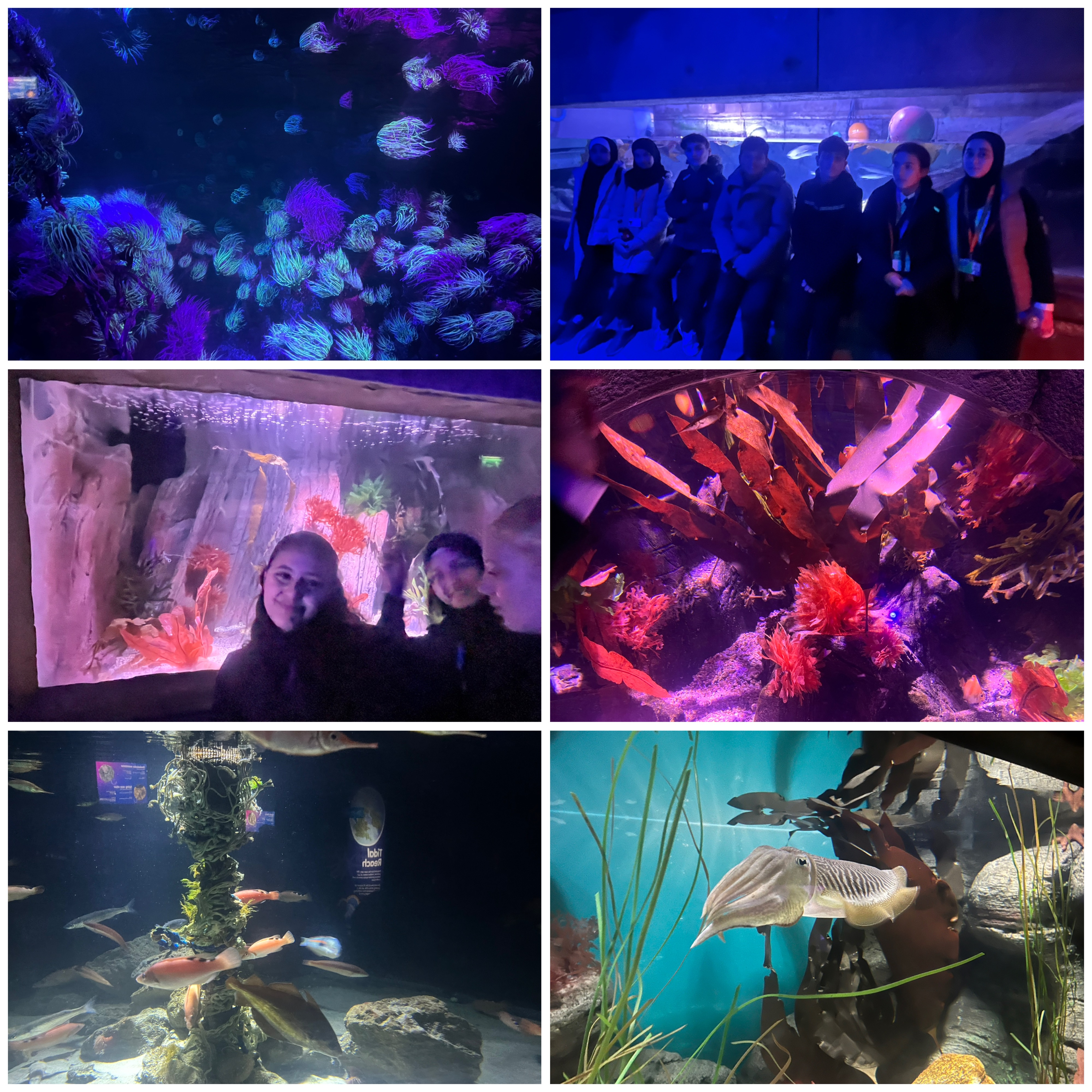 Image for news item 'Year 7 Trip to Sea Life Aquarium and the London Eye'