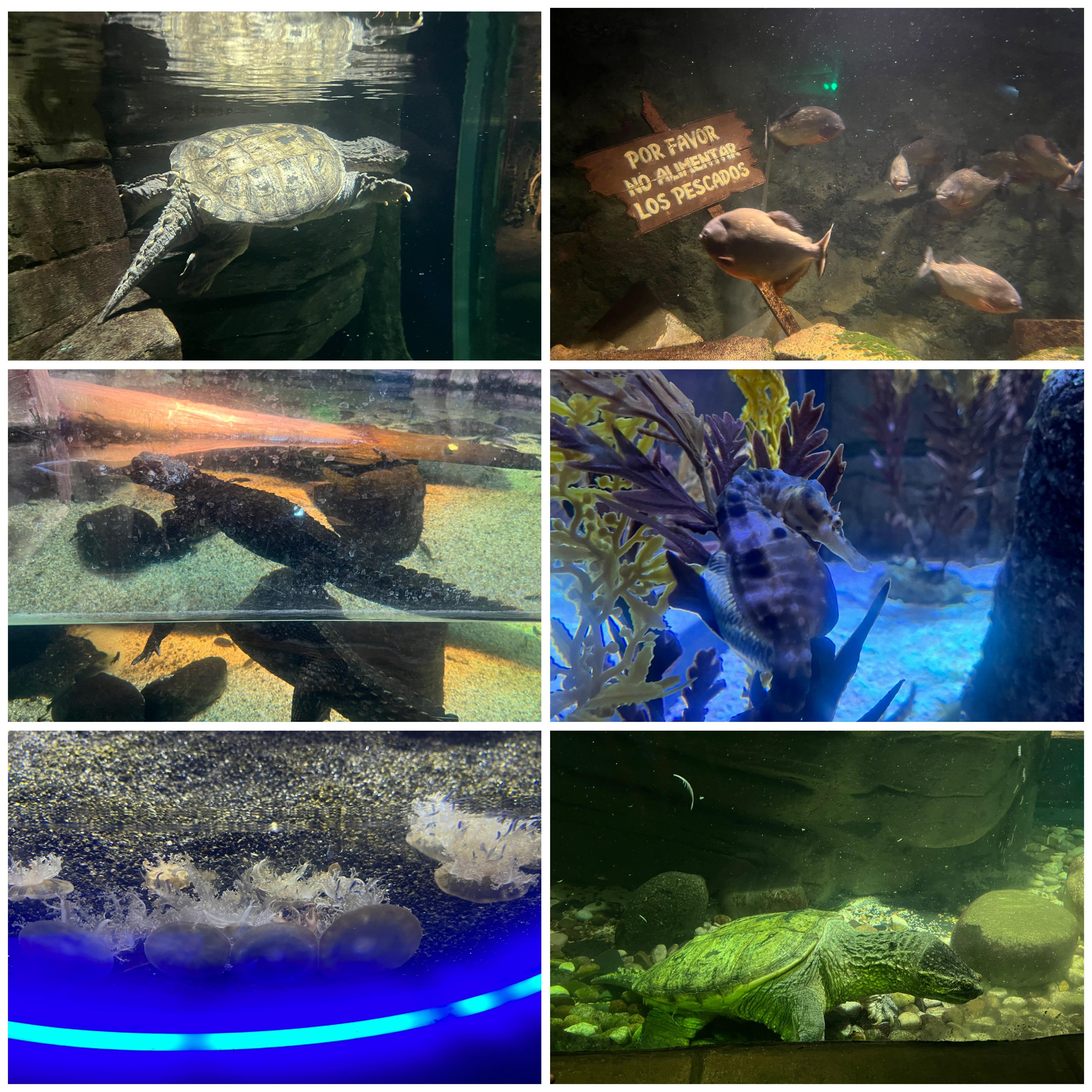 Turtles at the Aquarium
