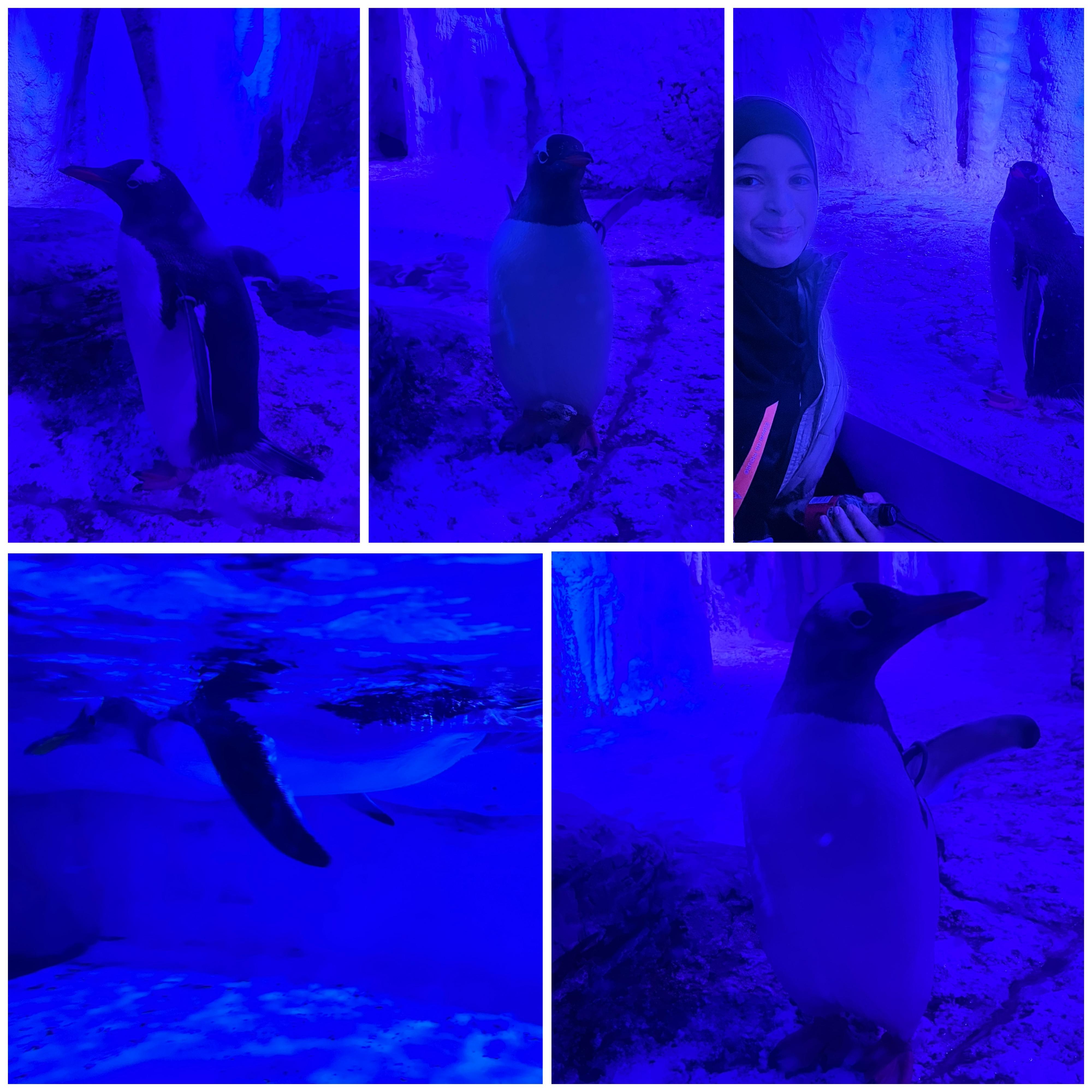 Underwater with the penguins